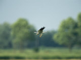 Raptor in Flight with Something in its Talons