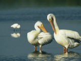 Preening American White Pelicans on Floridas Gulf Coast