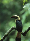 Young Hornbill Perched on a Tree Branch