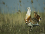 Prairie Chicken Strutting Through a Field of Tall Grass
