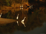 Great Egrets Feeding in a Pond Surrounded with Aquatic Grasses