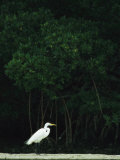 Great Egret on Floridas Gulf Coast
