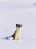 Buy Short-Tailed Weasel Caught by an Early Snow in its Summer Colors at AllPosters.com