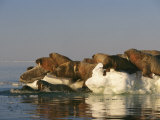 Atlantic Walruses Prepare to Dive into the Water