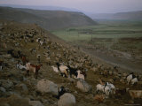 Goat Herd Stirs at Sunrise along a Valley in Perus Atacama Desert