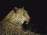 Close View of a Leopard at Night