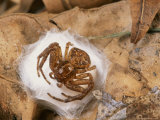 Crab Spider Guards her Egg Sac on a Dead Leaf