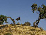 Gelada Baboon Leaps from a Tree