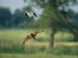 Raptor Catching Something Dropped by Another Raptor