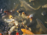 Koi Fish Surface in a Feeding Frenzy at the Missouri Botanical Garden