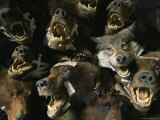 Heads of Grizzly Bears and Timber Wolves in a Taxidermists Studio