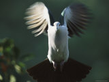 Sooty Tern in Flight