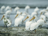 American White Pelicans on Floridas Gulf Coast