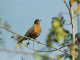 Robin Perches on a Tree Branch on Floridas Gulf Coast