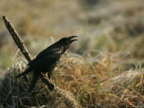 Black Bird with Bill Open Perched on a Tree Branch