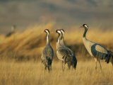 Common Cranes in a Grassy Landscape