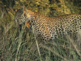 Leopard Kills an Impala in Search of a Meal