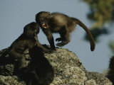Trio of Juvenile Geladas Play Together on a Large Rock