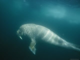 Sunlight Illuminates a Walrus Swimming Amongst Drifting Ice Pack