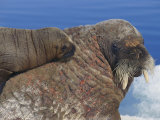 Atlantic Walrus Calf Sleeps on its Mothers Back