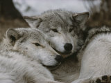 Buy Napping Gray Wolves at AllPosters.com