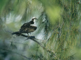 Osprey with a Fish Perched in a Pine Tree