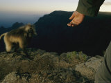Gelada Warily Approaches a Mans Outstretched Hand