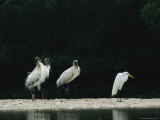 Trio of Wood Ibises and a Great Egret on Floridas Gulf Coast