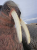 Close View of an Atlantic Walrus Flashing its Tusks