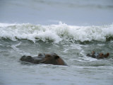 Hippopotamuses Swimming in the Surf