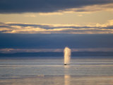 Bowhead Whale Sprays Water from its Blowhole