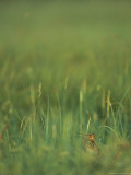 Eurasian Woodcock in Tall Grass