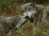 Omega Gray Wolf Submits to the Alpha