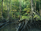 Tangles of Buttressed Mangrove Roots Streamside in a Forest