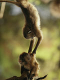 Two Juvenile Geladas Play Together in a Tree