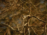 Pine Warbler Sitting on a Branch in a Leafless Tree