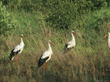 White Storks in High Grass