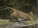 Mountain Lion Leaps across a Forest Stream