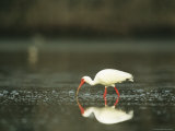 White Ibis on Floridas Gulf Coast