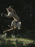 Mountain Lion Leaps into the Air