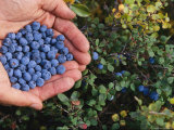 Buy Cupped Hands Filled with Fresh-Picked Blueberries at AllPosters.com