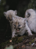 Trio of Two-Week-Old Mountain Lion Kittens