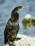 Juvenile Cormorant on Floridas Gulf Coast
