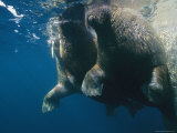 Underwater View of Walruses Swimming along the Waters Surface