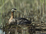 Grebe Sitting on its Nest in a Wetland