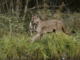 Mother Mountain Lion, Felis Concolor, Carries a Two-Week-Old Kitten