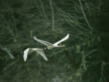 Pair of Trumpeter Swans in Flight
