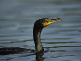Cormorant Swims on Floridas Gulf Coast