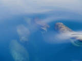 Atlantic Walruses Swim near the Waters Surface