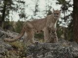 Mountain Lion and an Eight-Week-Old Kitten